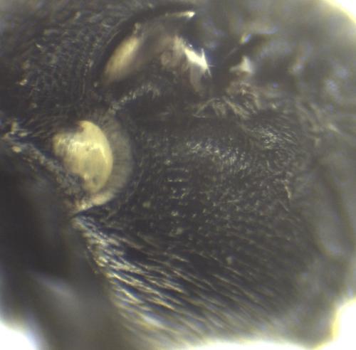 Hylaeus sp.